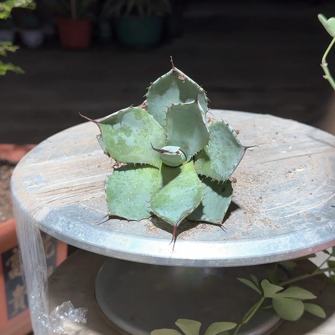 福克斯龙舌兰一一一一