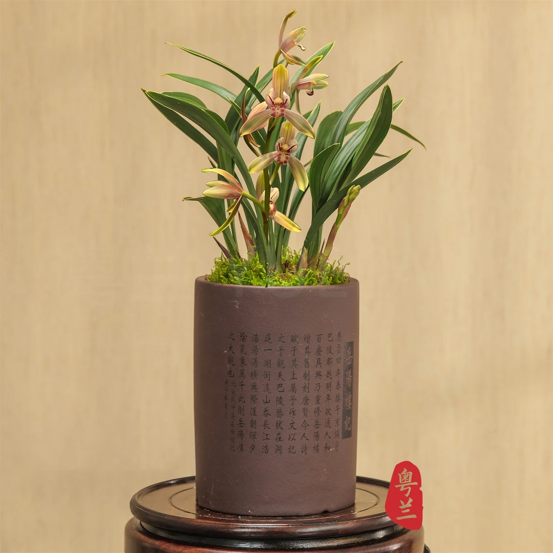 【老种禅月达摩】名贵兰花盆栽浓香建兰名品禅月达摩办公室内客厅