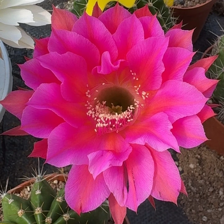 5786 实生彩草 原盆土