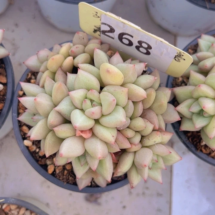 健健康康平平安安