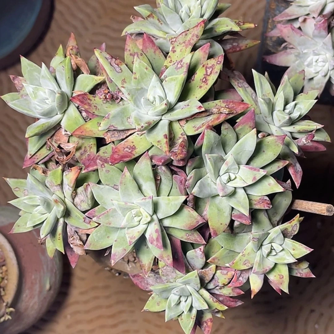 【闪购商品】琦*苹果叶