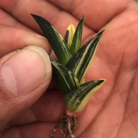 龙城锦硬叶锦硬叶锦