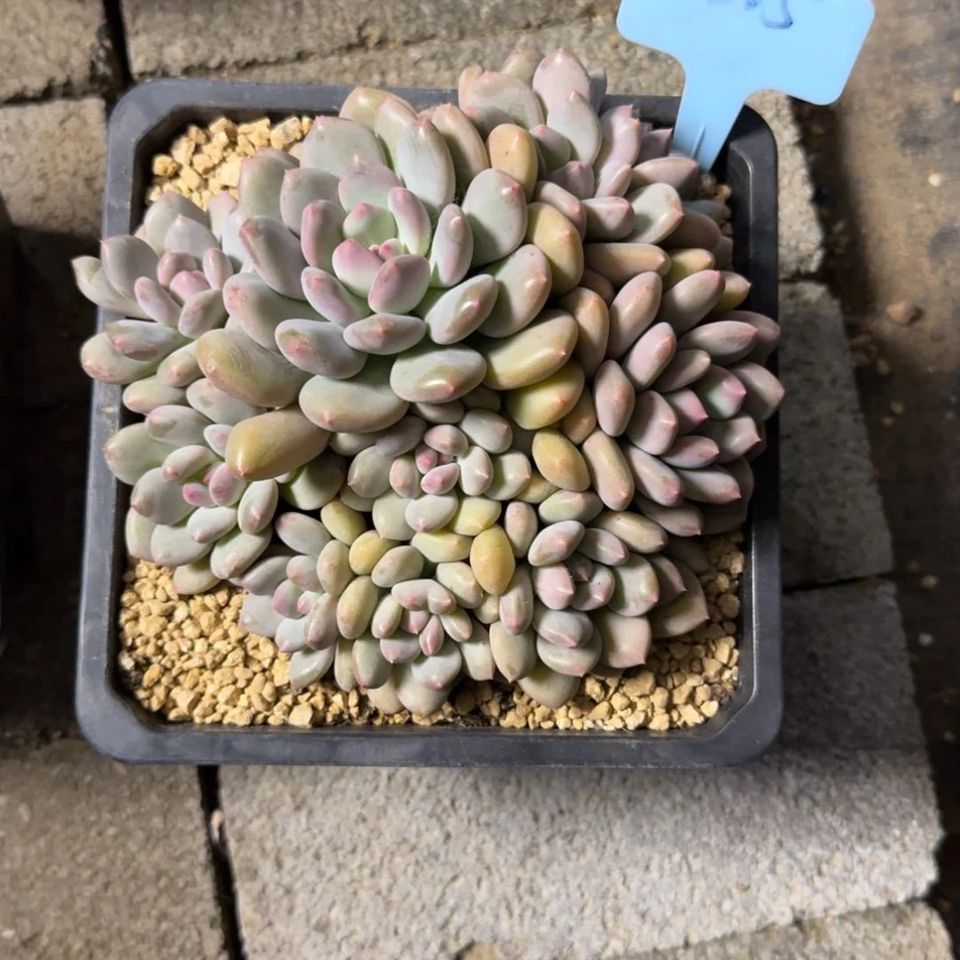 用***M111111111111111111111