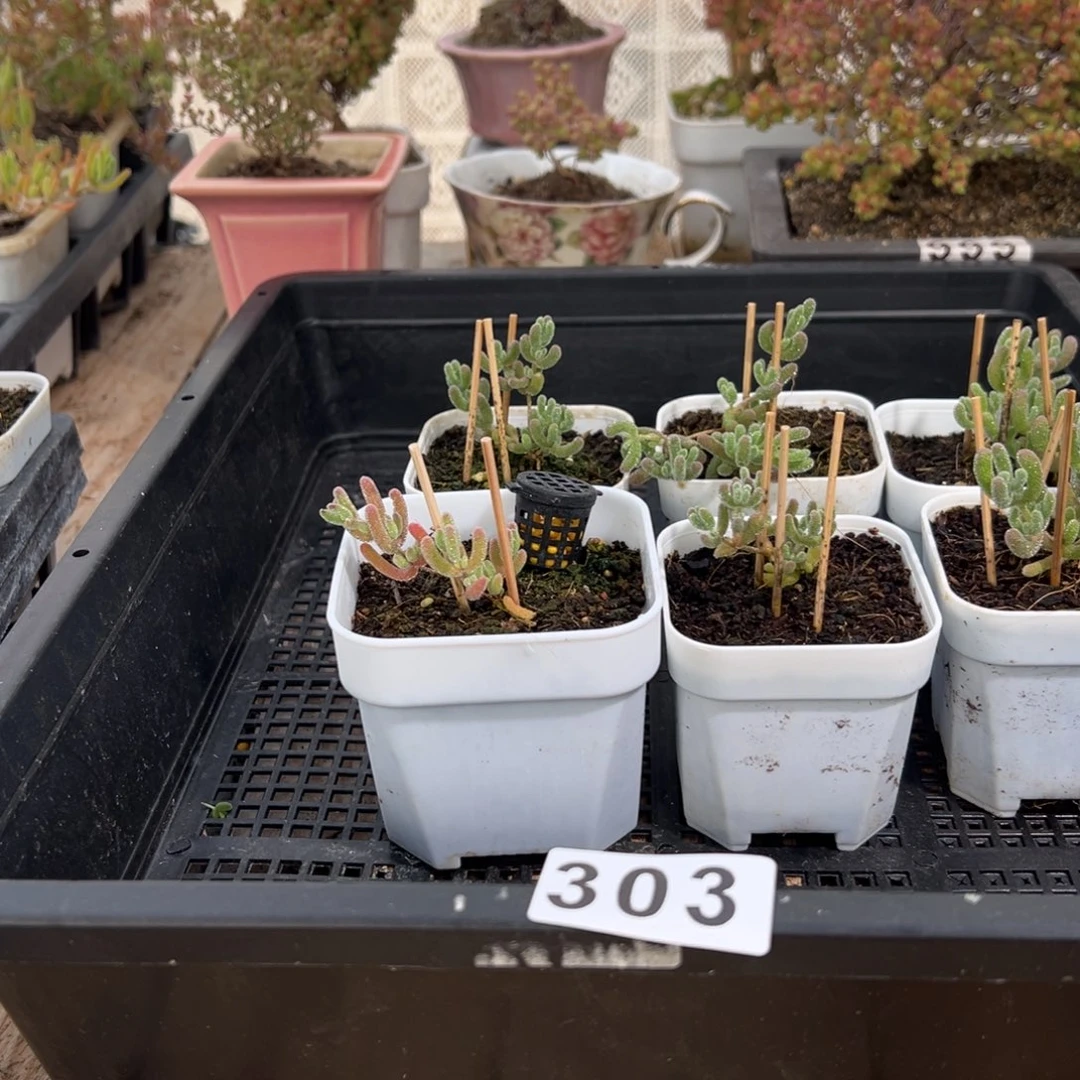 枝干番杏多肉植物303