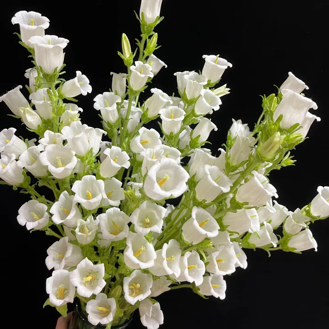 『白色风铃花一把』花头又大又圆 品质鲜花 全场任意满两单鲜花顺丰包邮 三单鲜花送玻璃花瓶