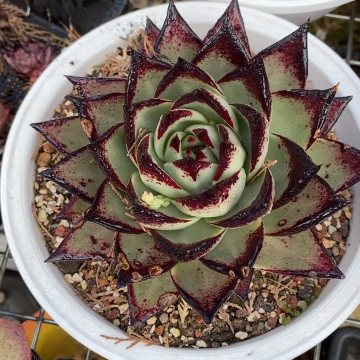 D123- 直播福利 乌木