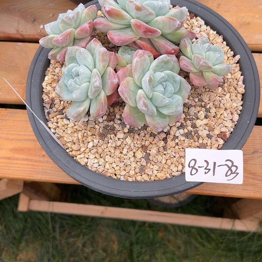 尹***娆8-31-83冰玉多肉植物