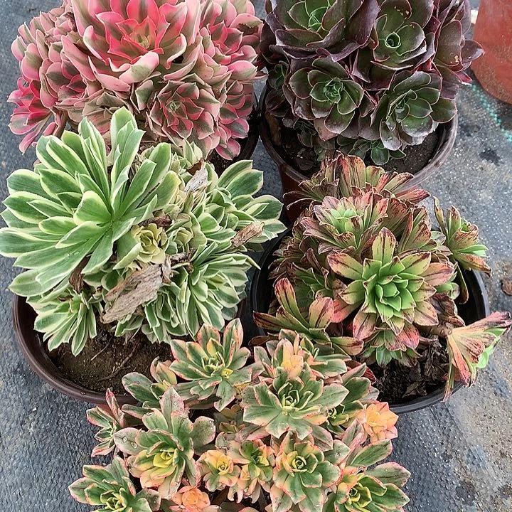 328五棵多肉植物