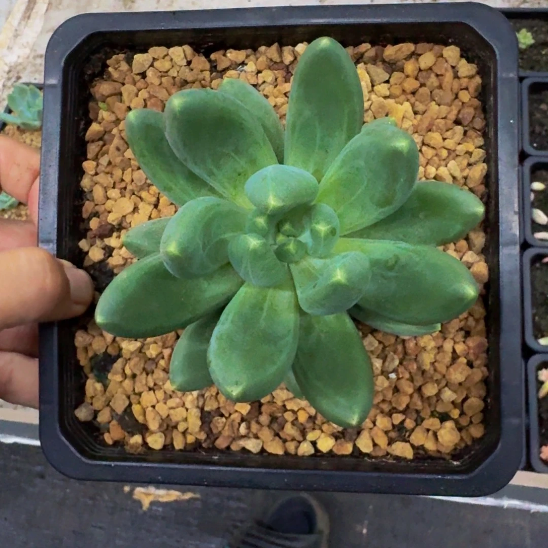 迷雾森林 一物一拍