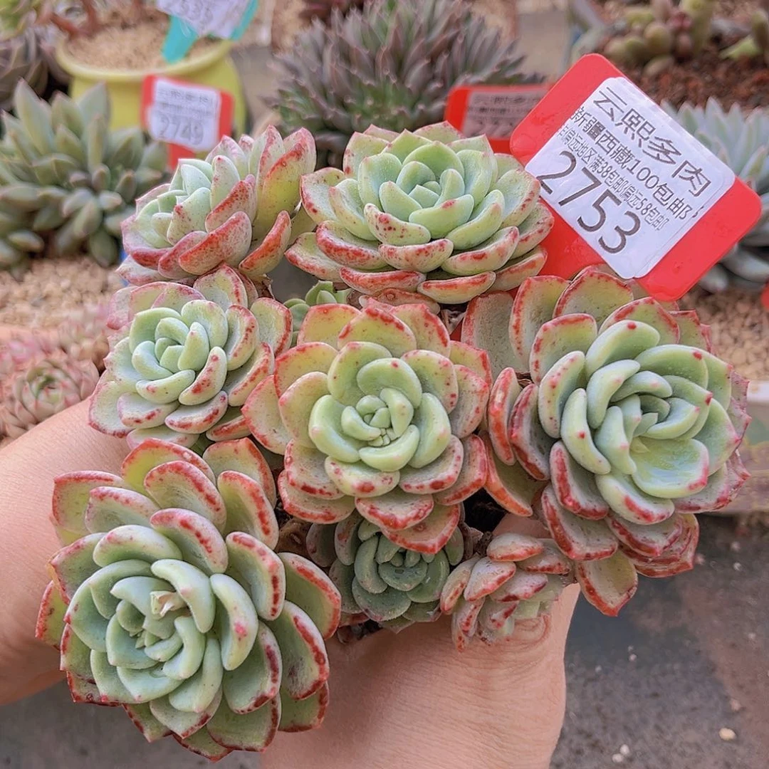 2753千山雪。     bi。