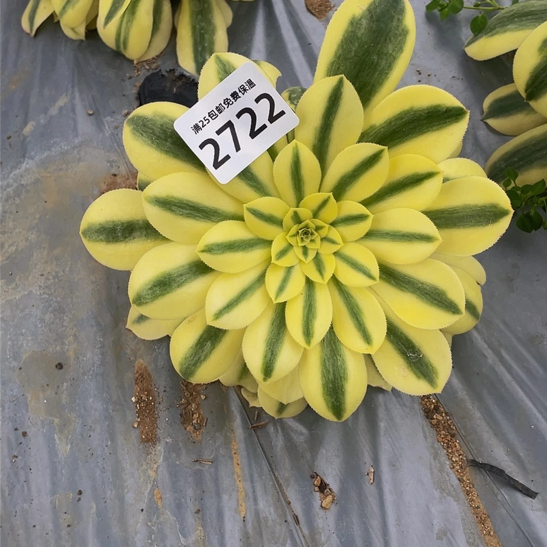 2722迈巴赫多肉植物