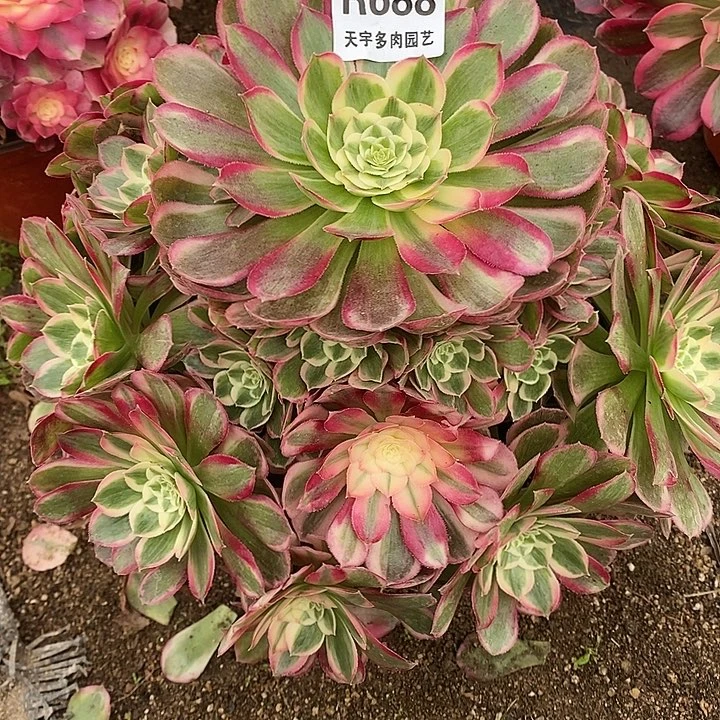 多肉植物孔雀玲688多肉