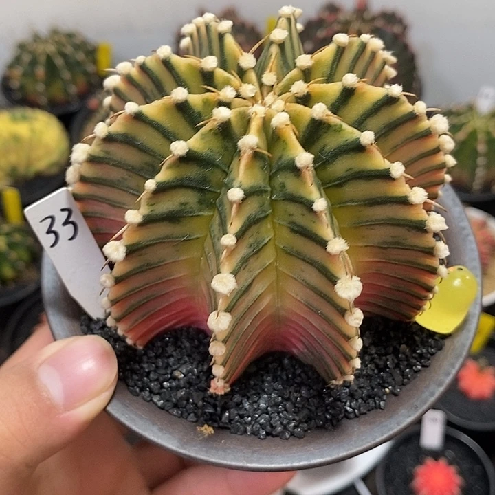 泰系神品高绒肋骨锦—带盆土发货30