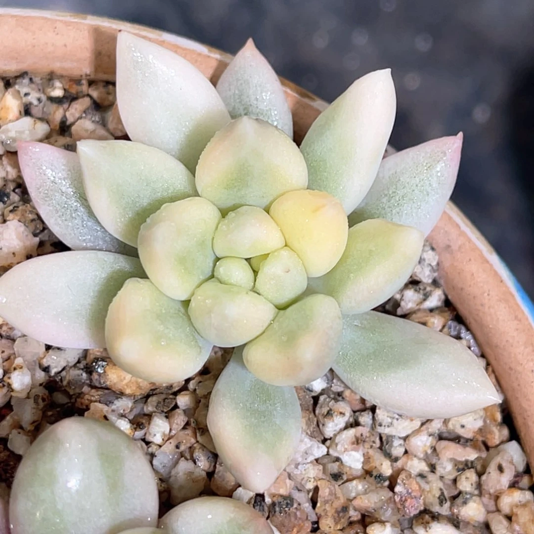 多肉特价红蜻蜓锦头盖