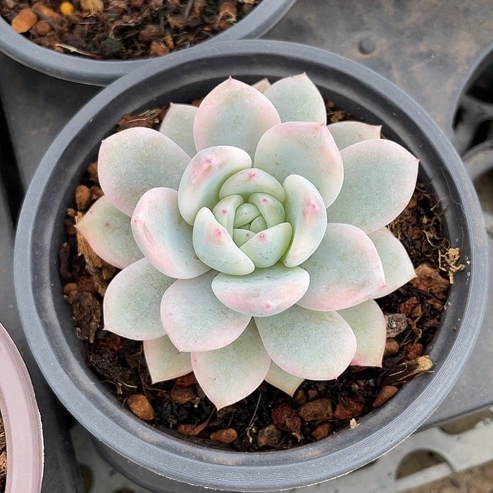梦露锦一物一拍锦龙