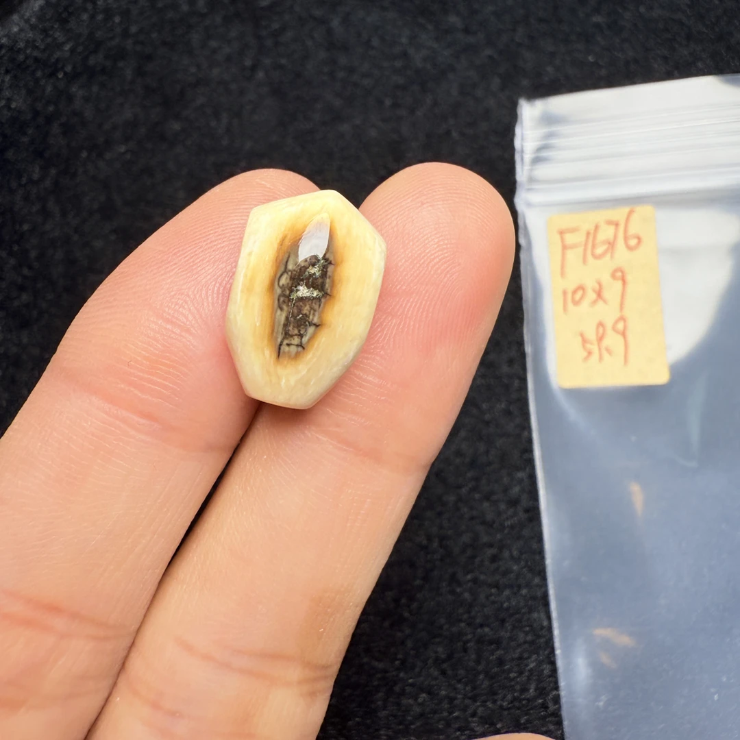 F1676猛犸象牙黄金瞳鲨鱼背三通尺寸10*9