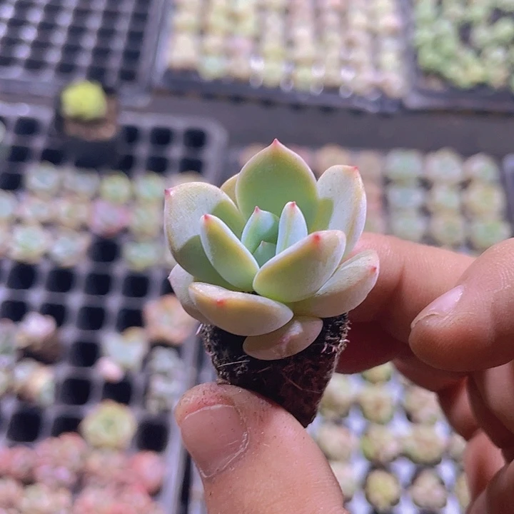 凤澄精品多肉量拍