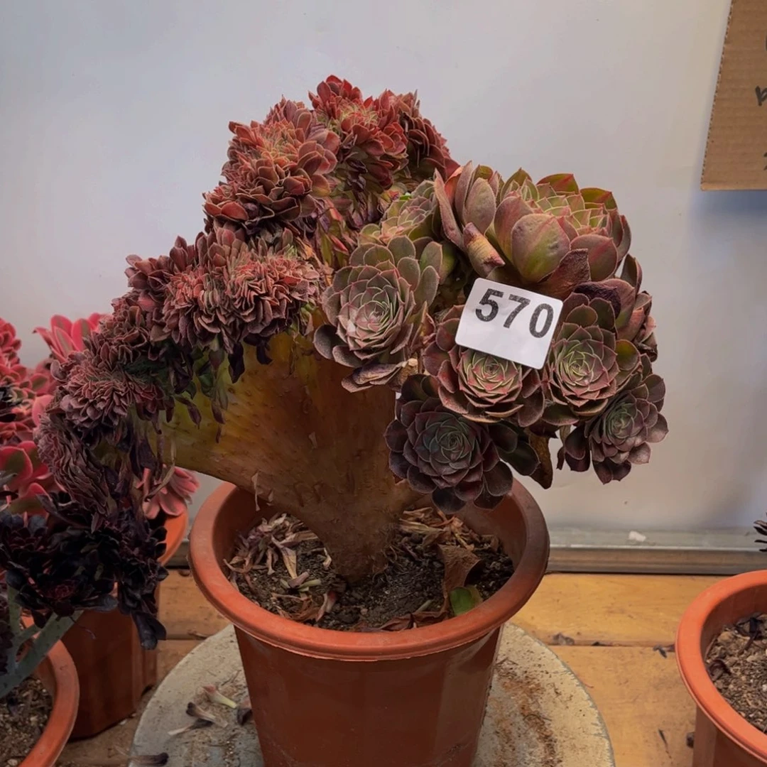 多肉植物倾城中斑锦缀570