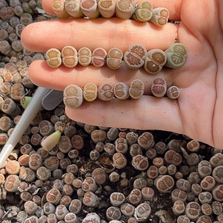 D***g漂亮菊一手哈哈哈