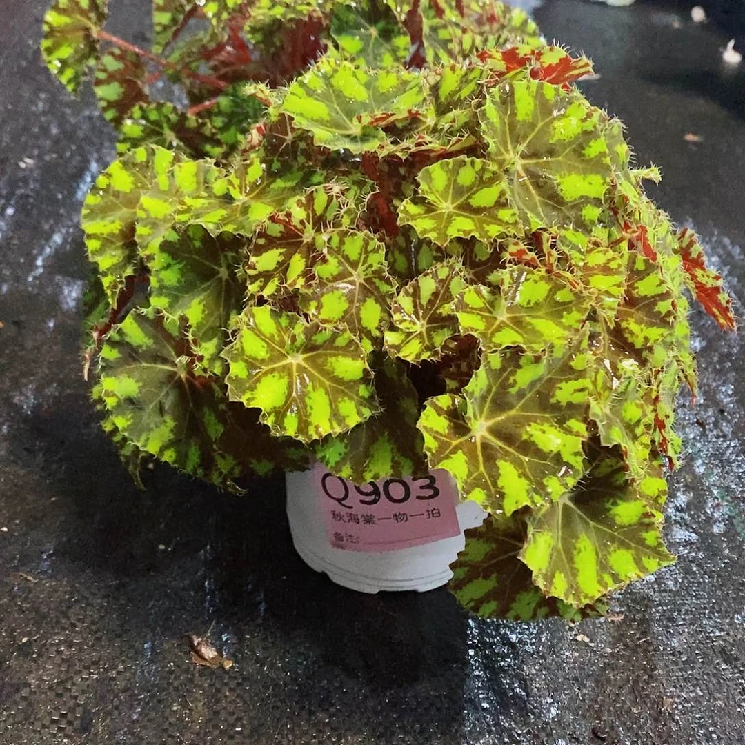 不开花植物将****?秋海棠903
