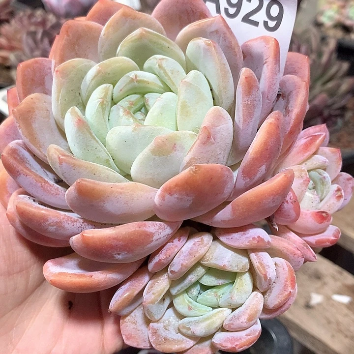 洪*海洋之心A929号llll