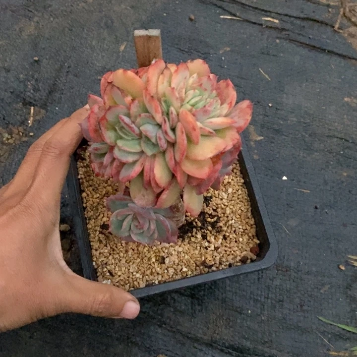 依***依多肉植物一物一拍