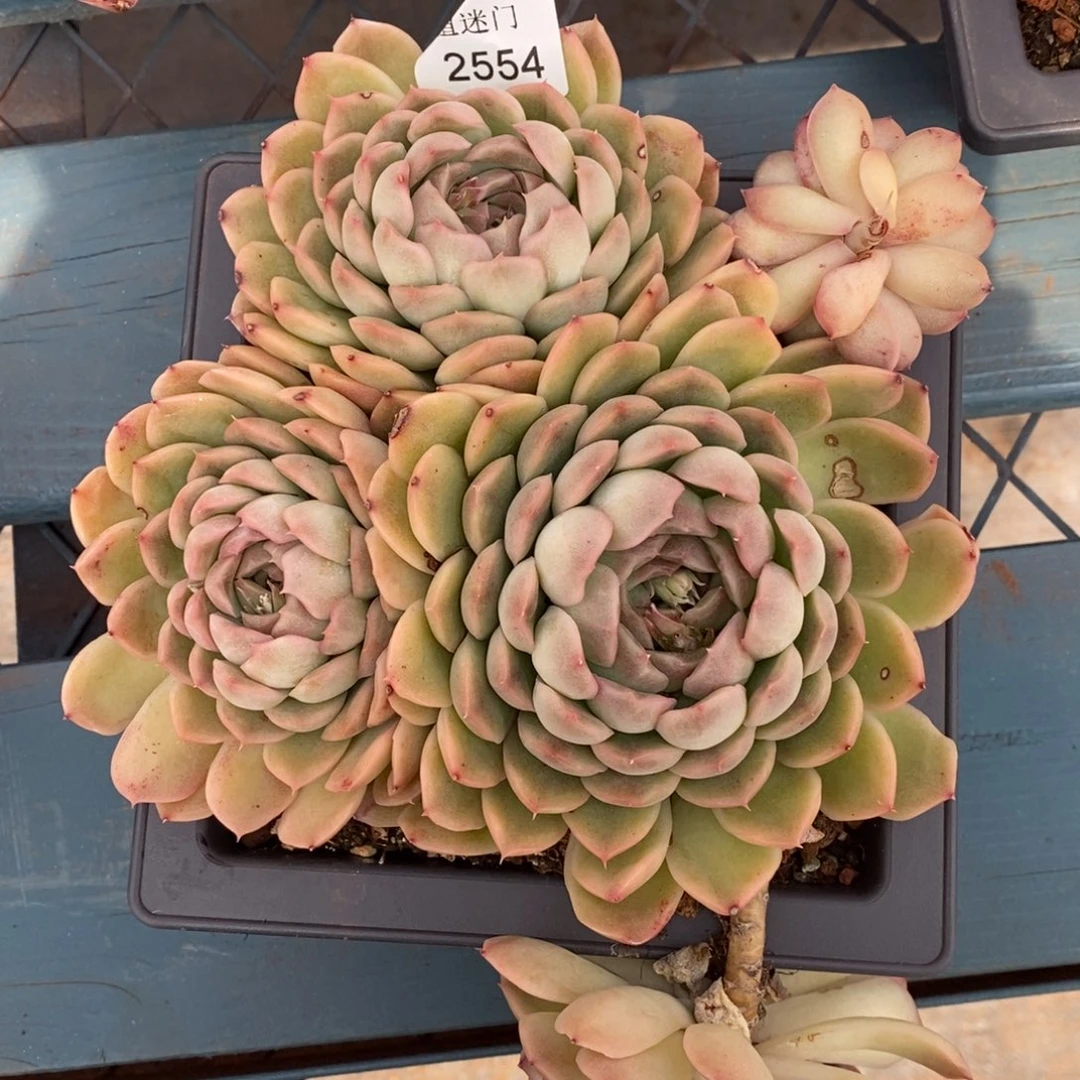 春****@不包整散掉头2554