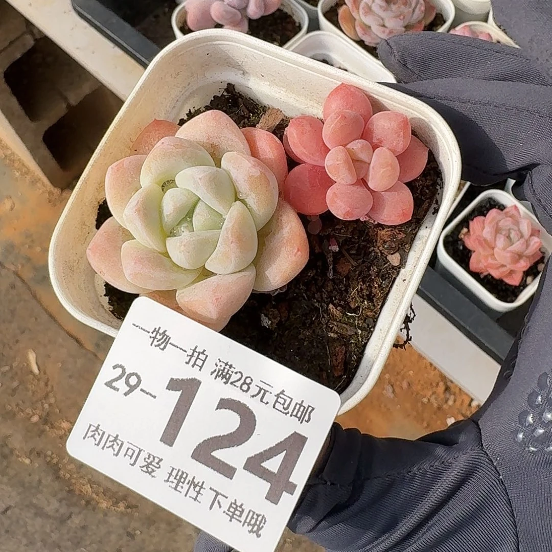 S***a冰玉无盆土发货无