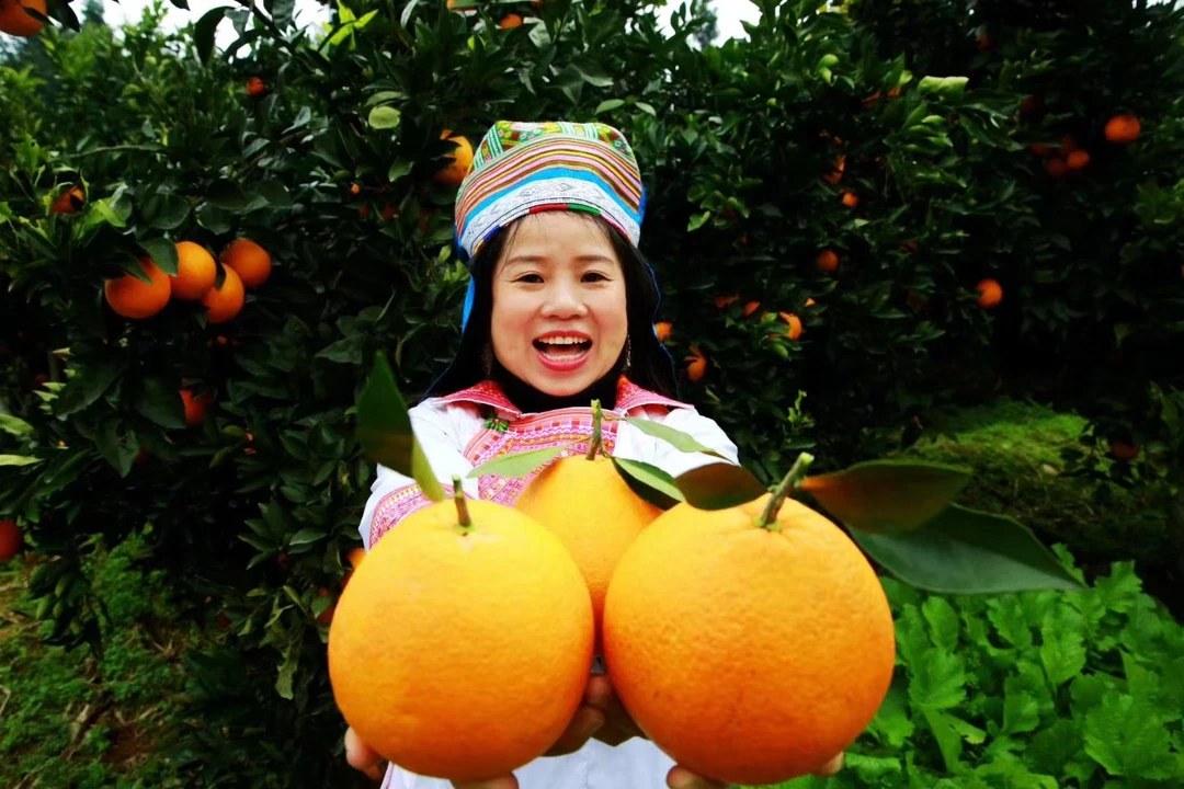 贵州榕江正宗村超圣地脐橙（答莫优选）