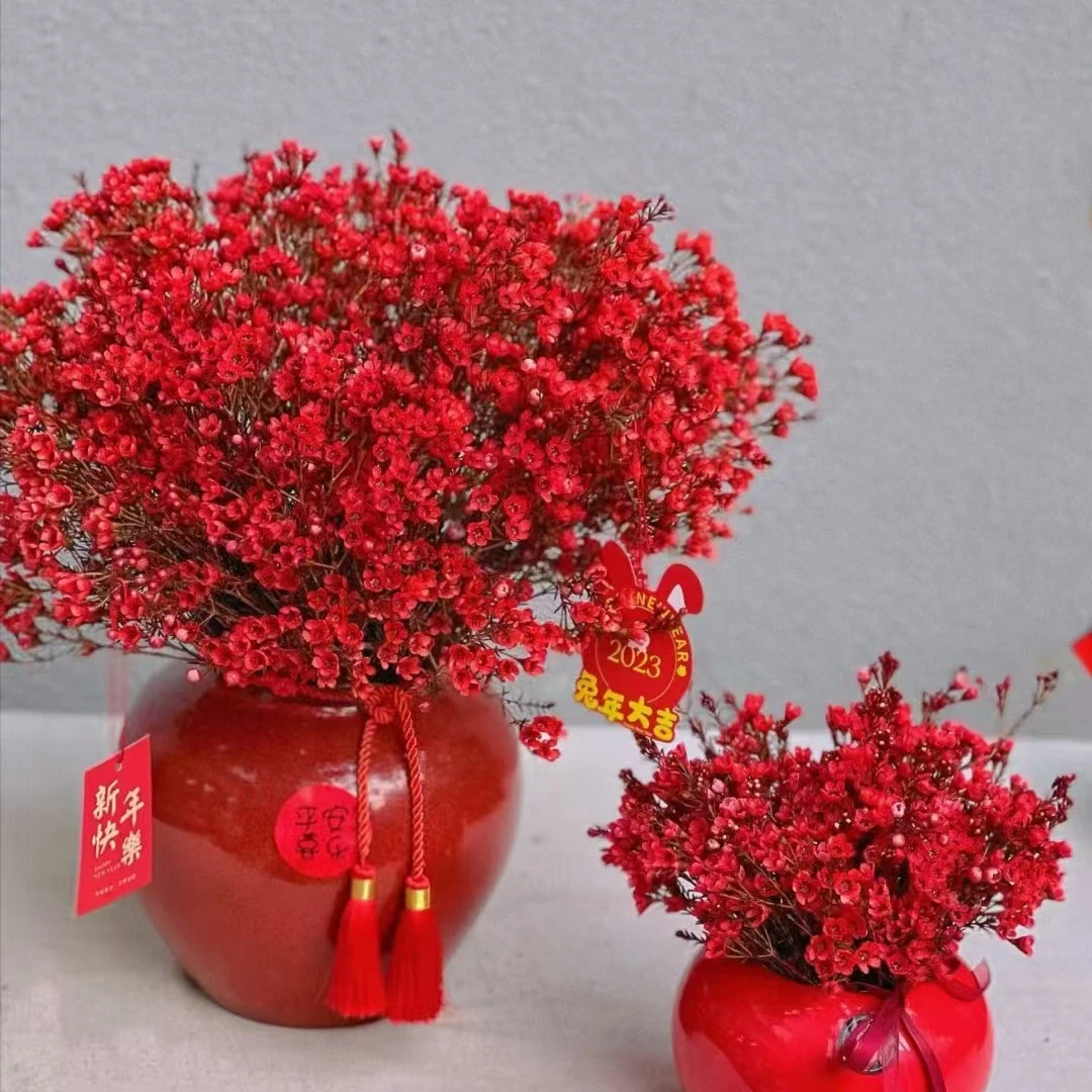 【腊梅】 澳洲红色腊梅   花期久 | 全场任意满两单鲜花包邮