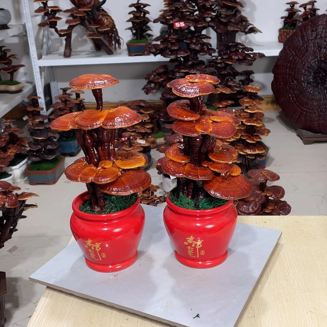 无花朵88888888888888