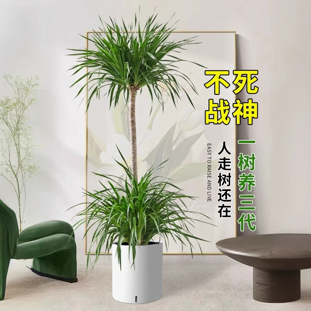 龙血树客厅绿植多头龙须树龙铁树客厅绿植室内大型龙血树植物盆栽