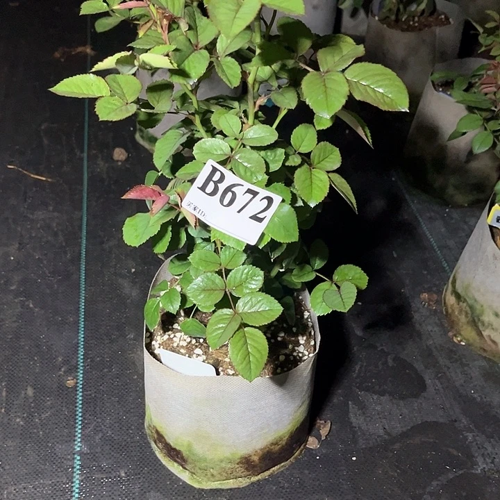 无花朵女皇陛下672号
