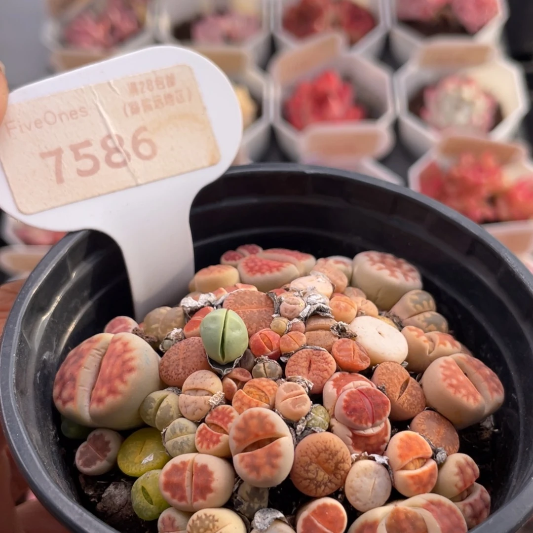 生石花7586-7.5厘米