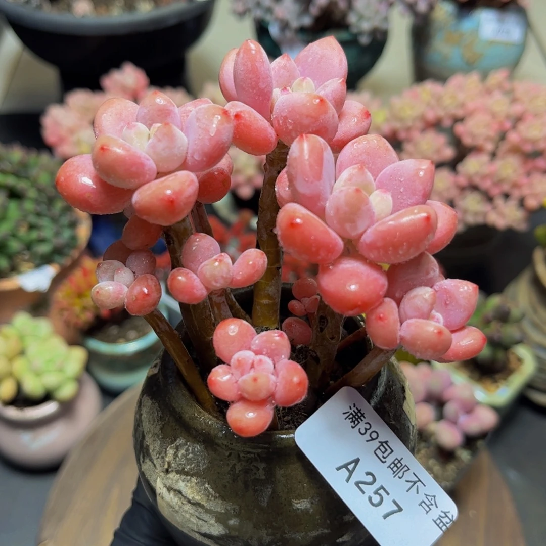 257樱花洛神10厘米多肉