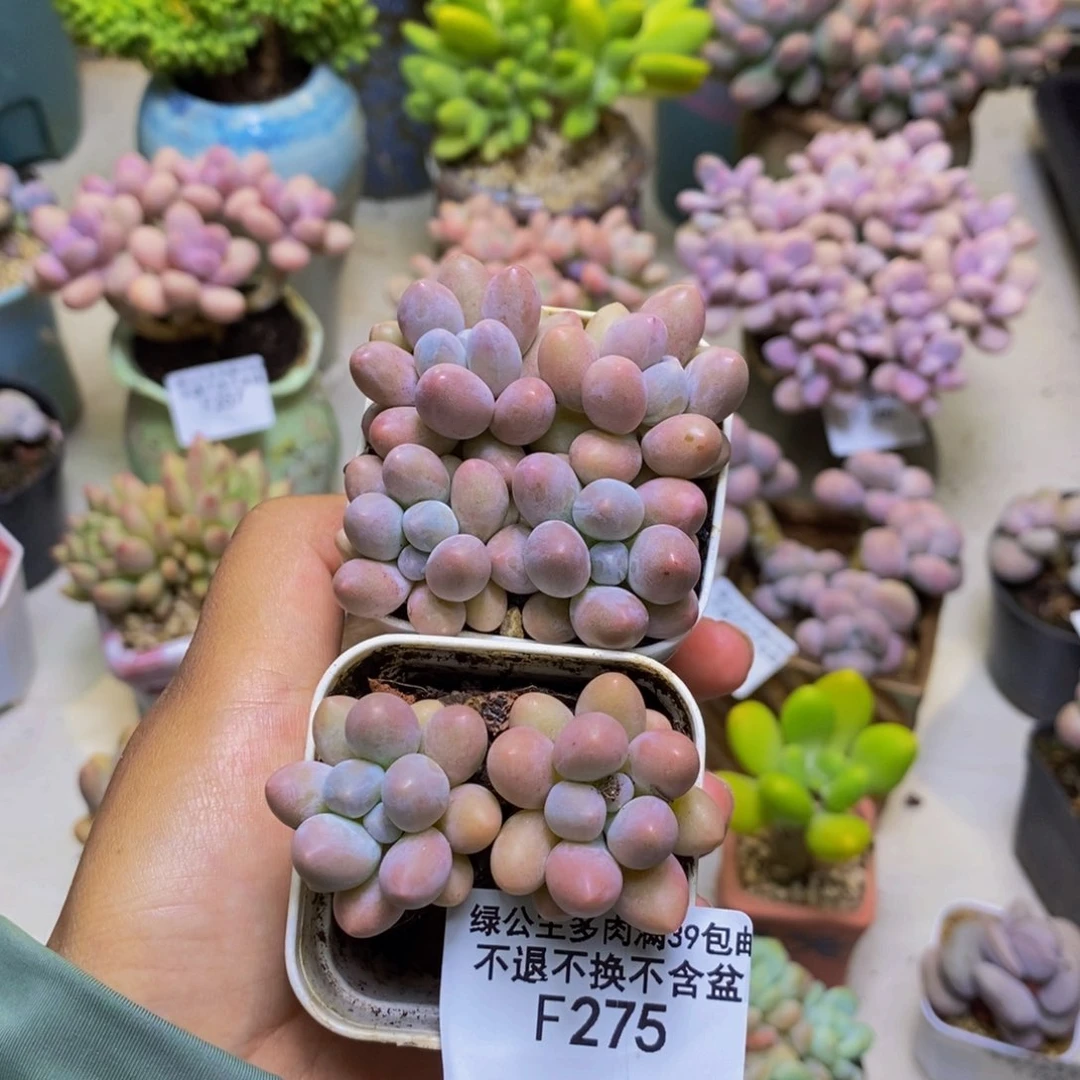 *****275粉泡泡六颗2cm