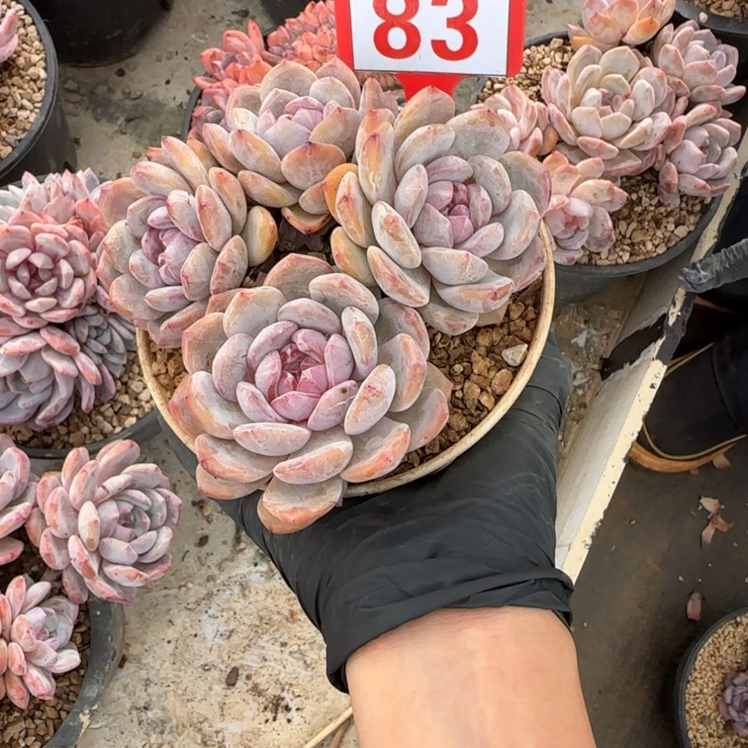 似***年星影。 83号。