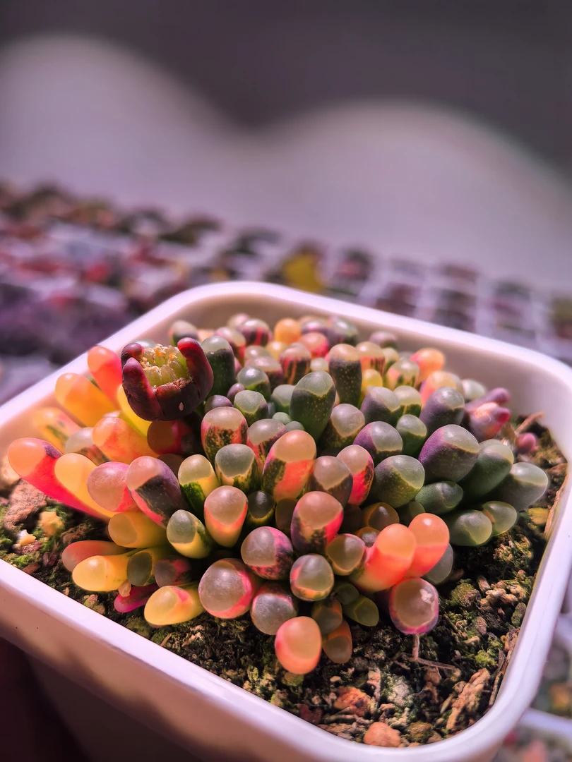 五十玲玉锦一物一拍！稀缺多肉植物锦