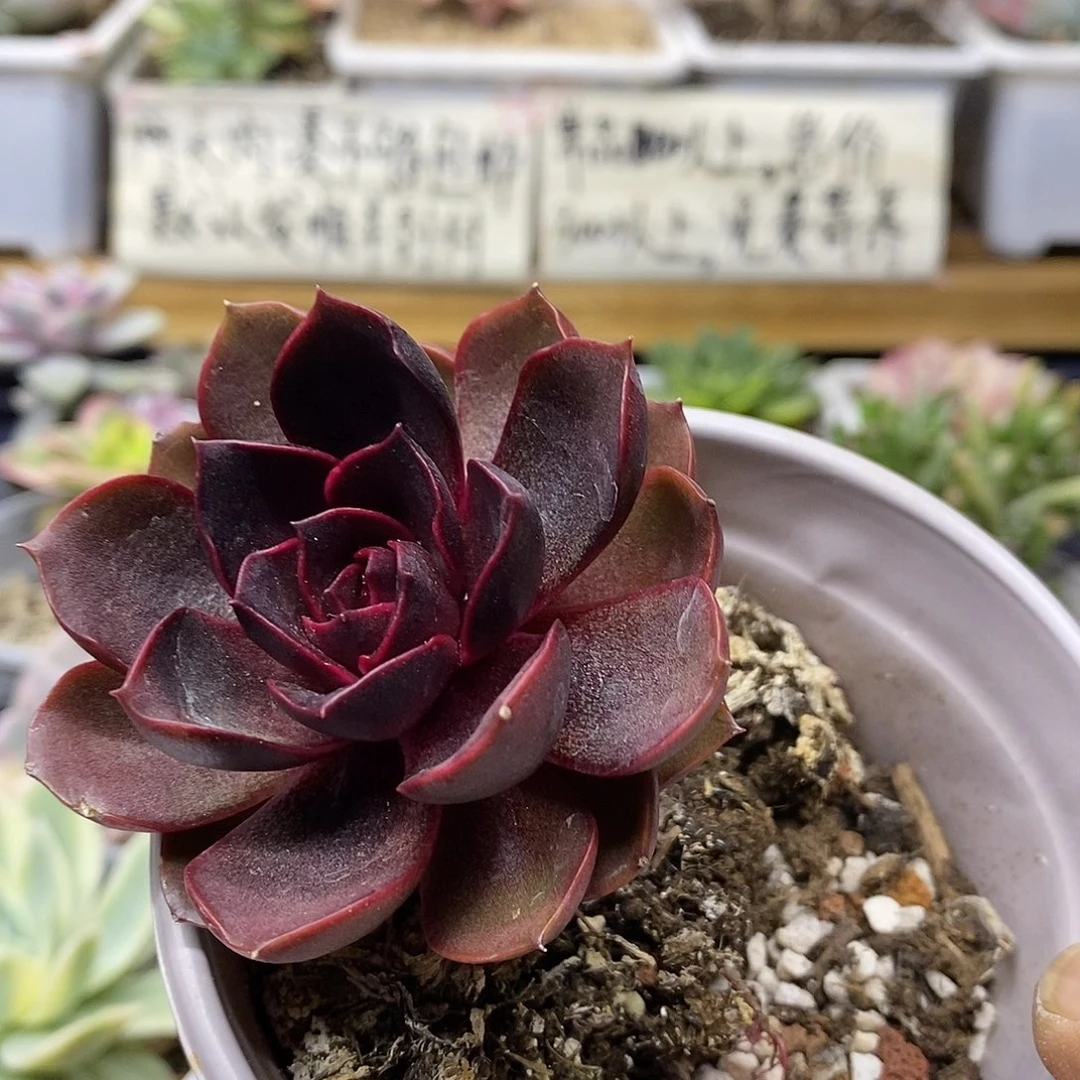 22108 姬玫瑰多肉