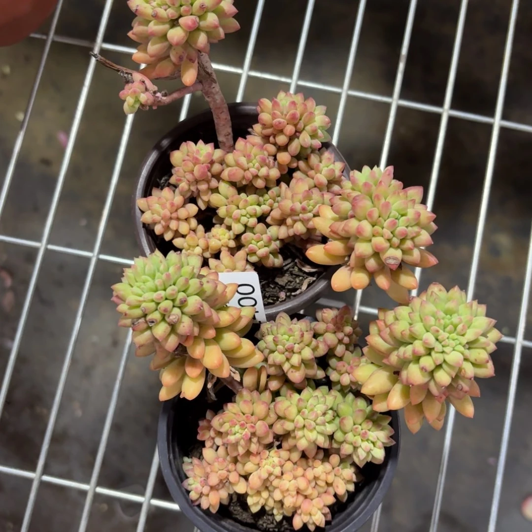 龙骨玉坠一物一拍2400