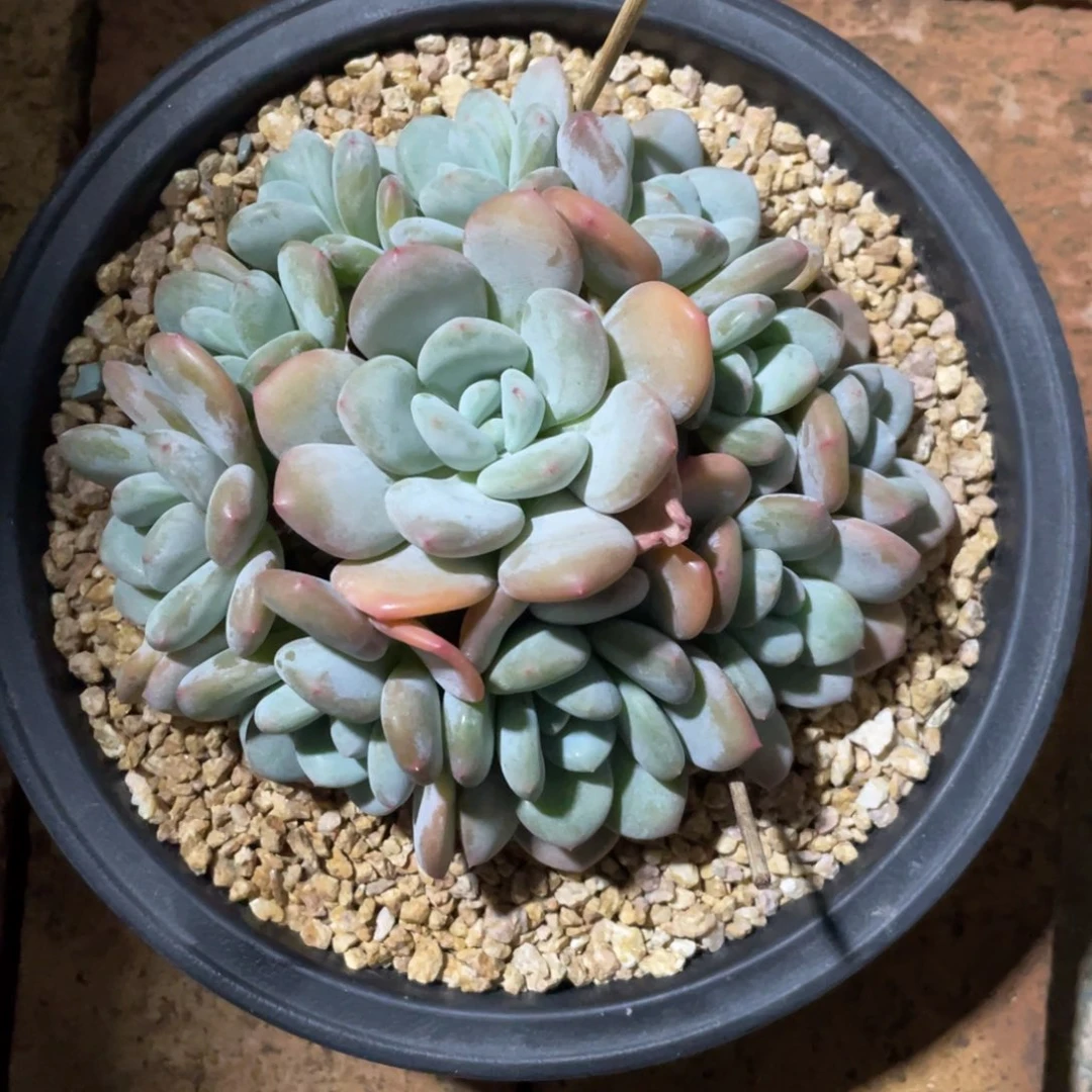 温***馨一物一拍中通快递