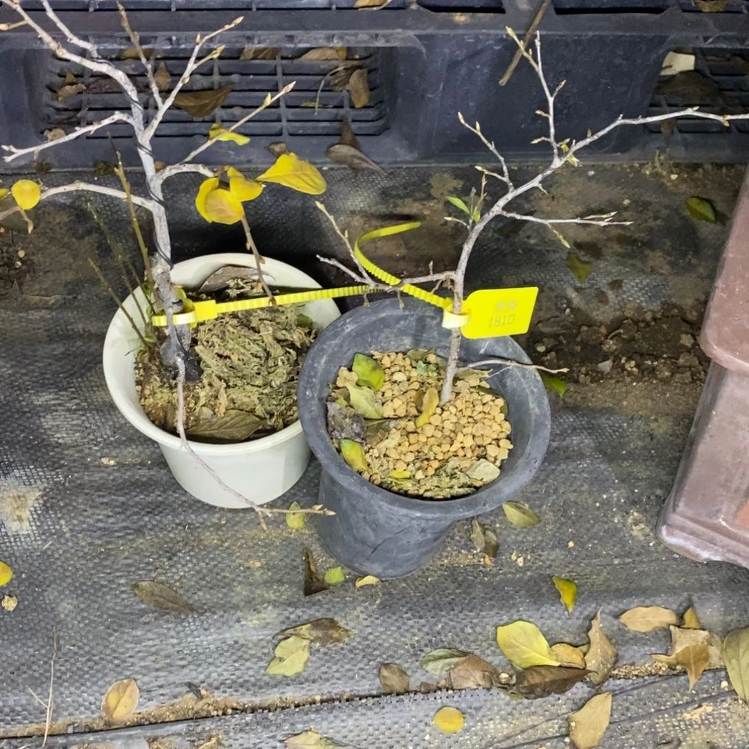 无名盲盒两颗老鸦柿