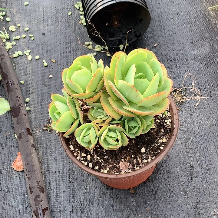 无花朵慧*多肉植物25558