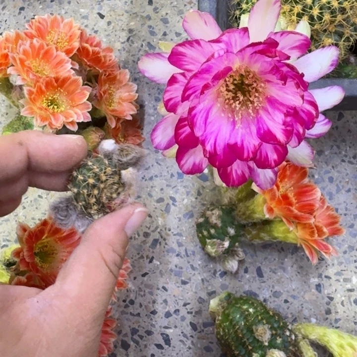 210丽花美10歪无根侧牙3公分左右