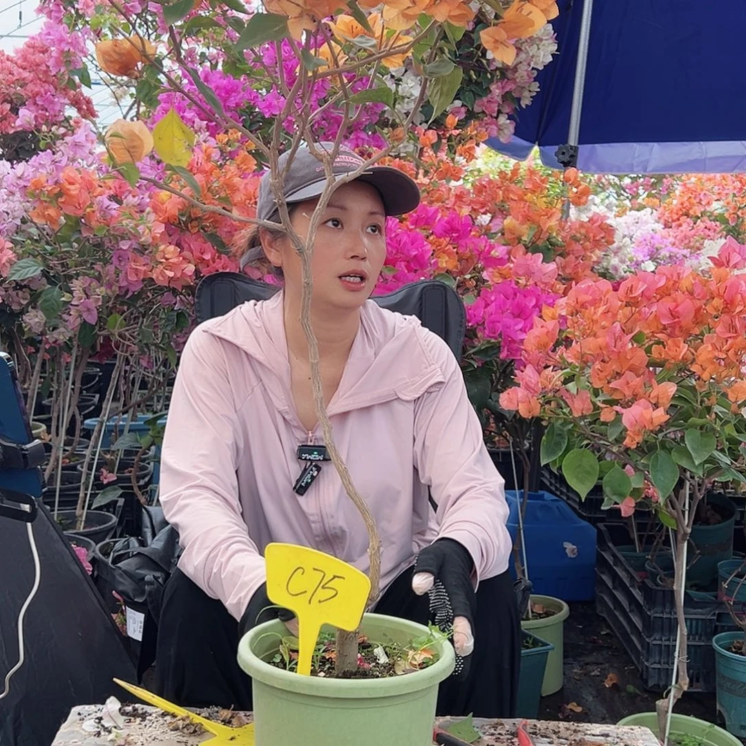 H***～大部分花苞少量开放C75金色光辉