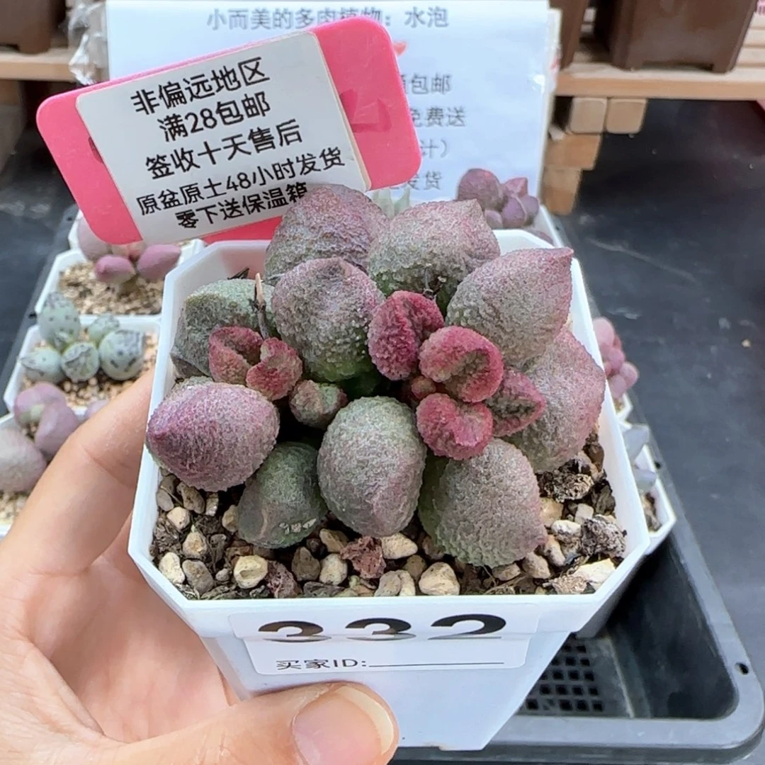 332水蜜桃多肉植物