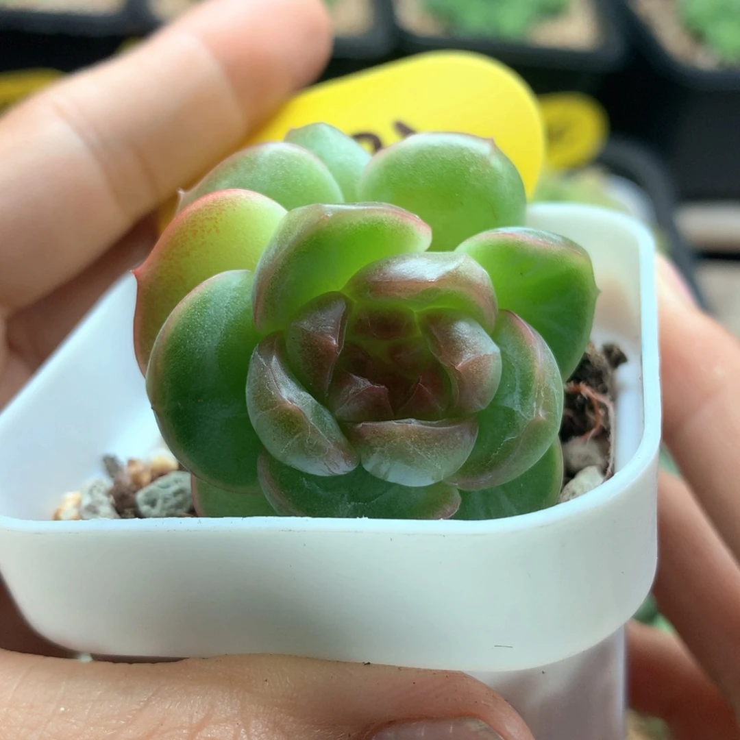 香雪海珍妮双头3273