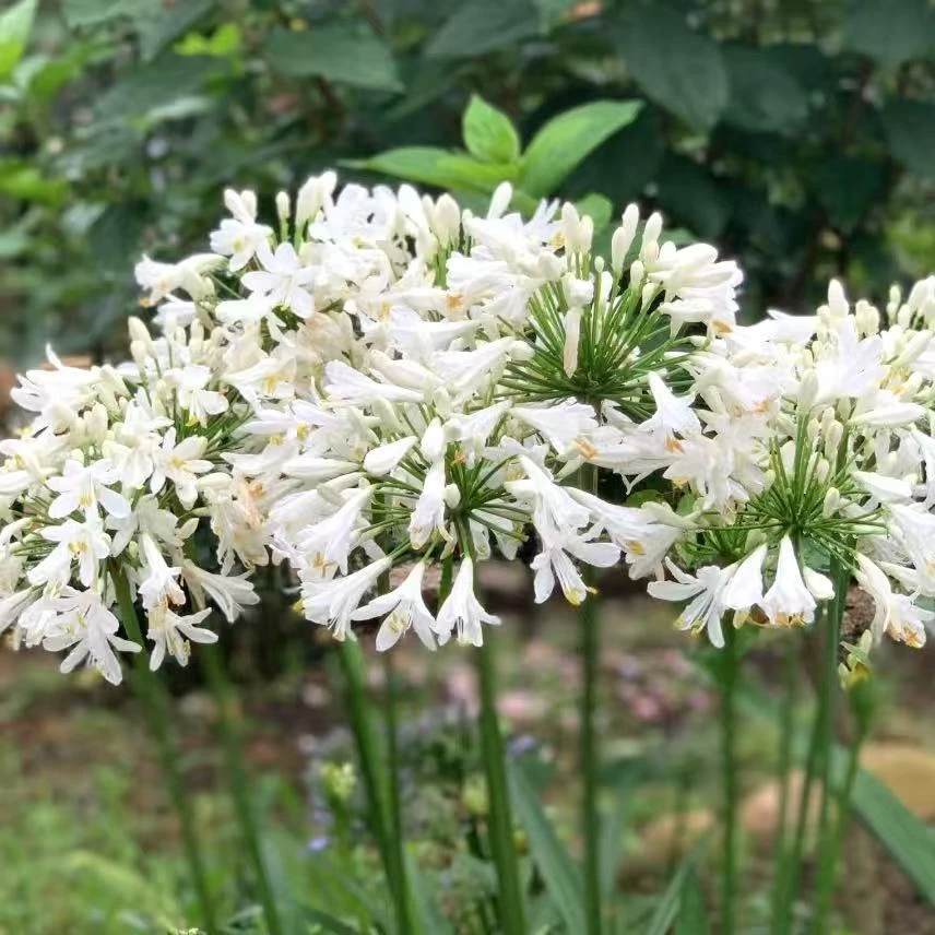 百子莲 盆栽白雪公主矮生耐热多年生好养爆花庭院花 云南鲜花绿植