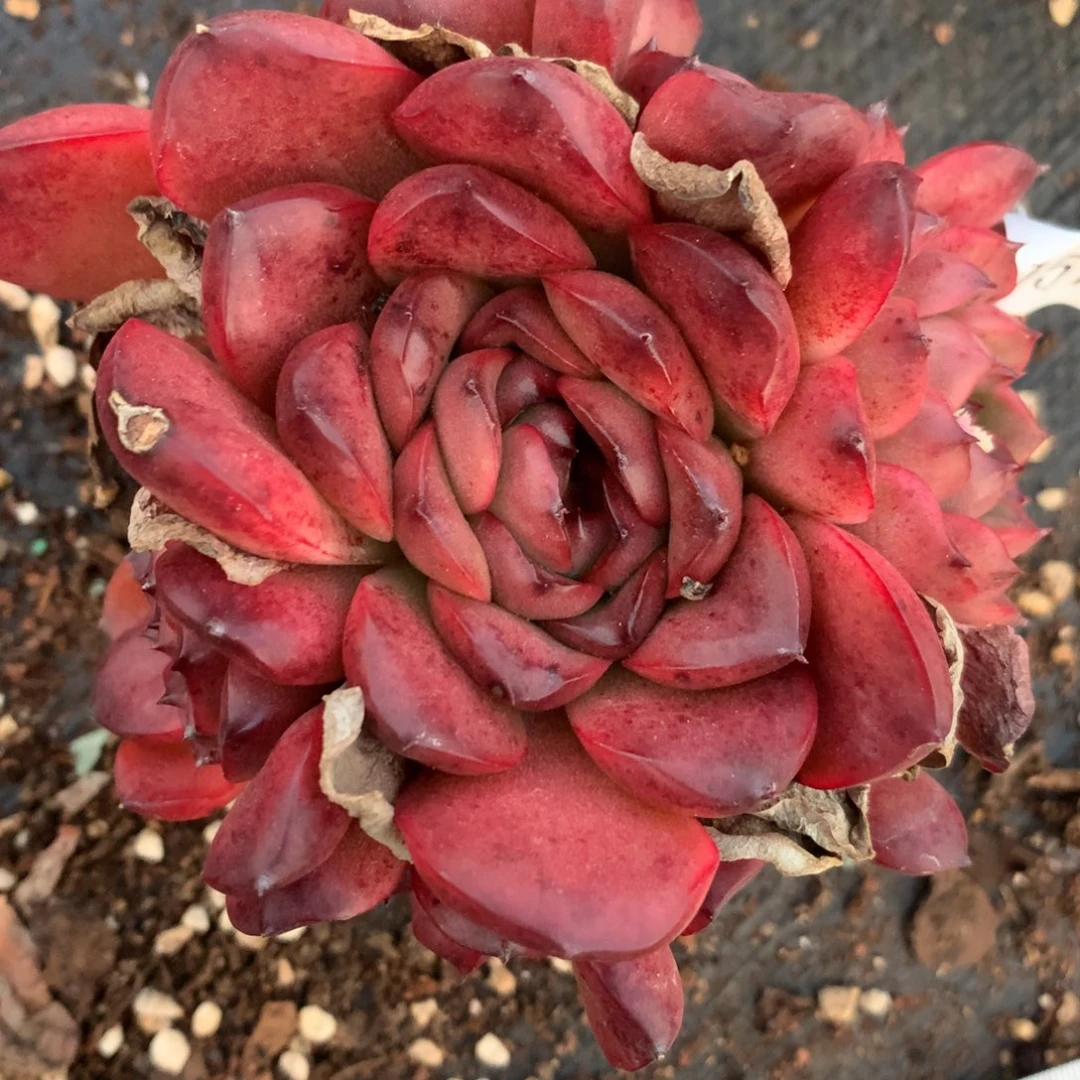 1579心开花介意不拍不售后10厘米