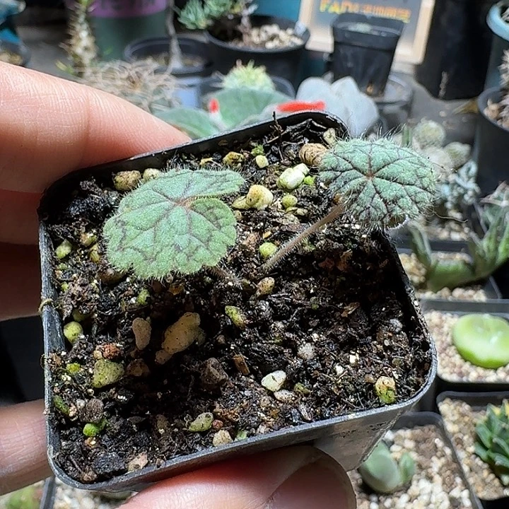 281圆叶洋葵带盆发货